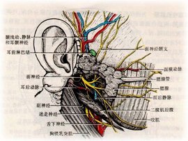 电大本科可以考研吗